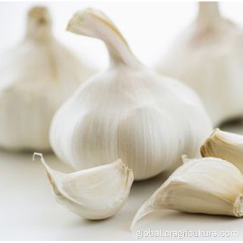 Sell Good Quality New White Garlic Chinese Fresh Pure White Garlic 5.5cm Factory